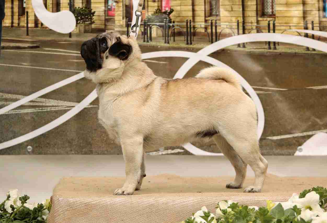 mopsy Marisol MOMO FCI hodowla Mopsów i Chihuahua