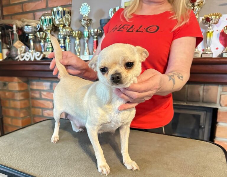 chihuahua chmurka - hodowla chihuahua